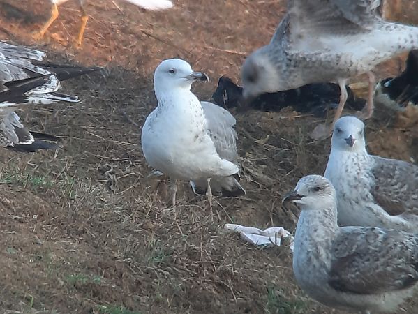 Gavià caspi  - Guillem Saguer Parés