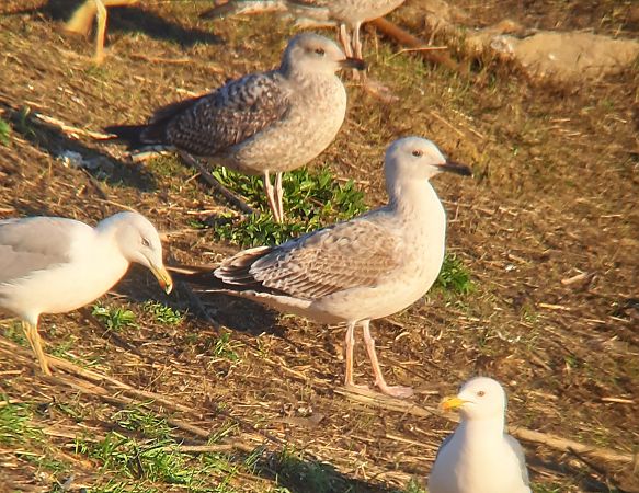 Gavià caspi  - Guillem Saguer Parés