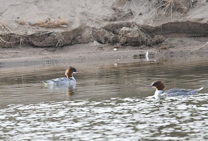 Bec de serra gros  - Susagna Crosas