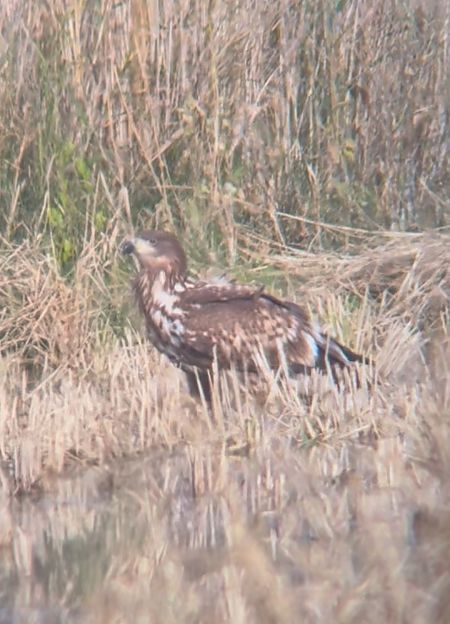 Àguila marina  - Miquel Condom
