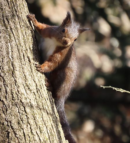 Esquirol  - Albert López Prat