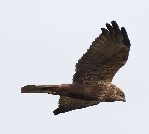 Arpella vulgar  - Lluís Casilari