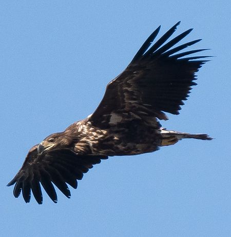 Àguila marina  - Lluís Casilari