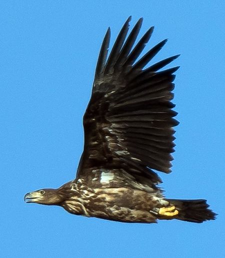 Àguila marina  - Lluís Casilari