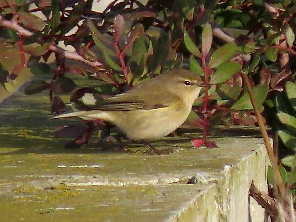 Mosquiter comú  - Raül Miralta Gamisans