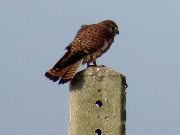 Xoriguer comú  - Raül Miralta Gamisans