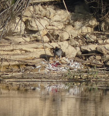 Martinet blanc  - Isa Besolí Aregall