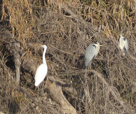 Agró blanc  - Isa Besolí Aregall