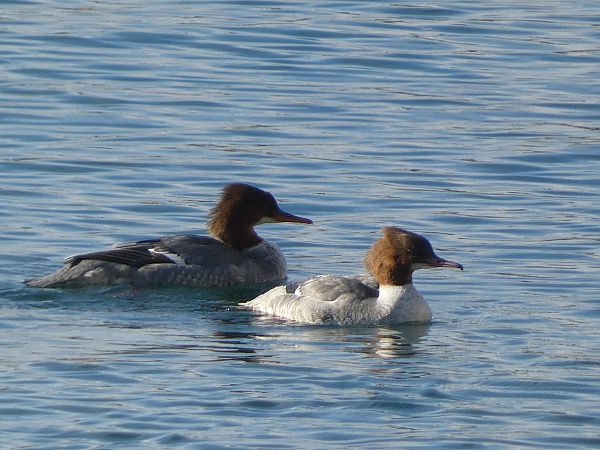 Bec de serra gros  - Isa Besolí Aregall