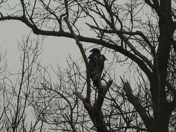 Àguila marina  - Isa Besolí Aregall