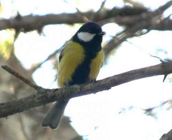 Mallerenga carbonera  - Josep Maria Solé Molins