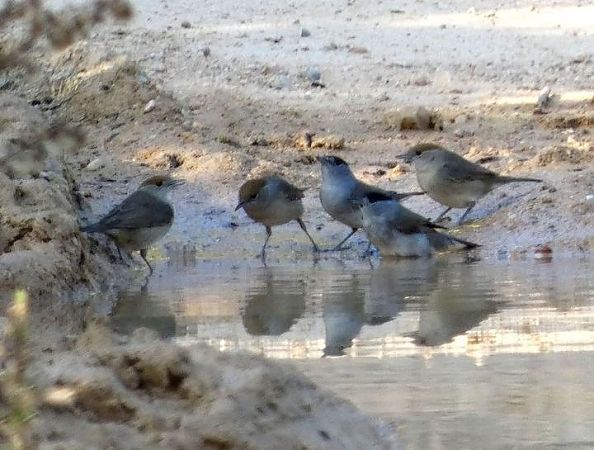 Tallarol de casquet  - Josep Maria Solé Molins