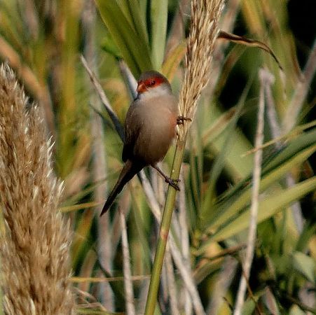 Bec de corall senegalès  - Josep Maria Solé Molins