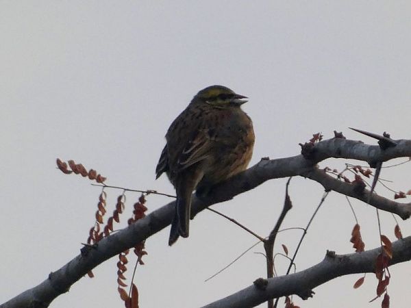 Gratapalles  - Josep Maria Solé Molins