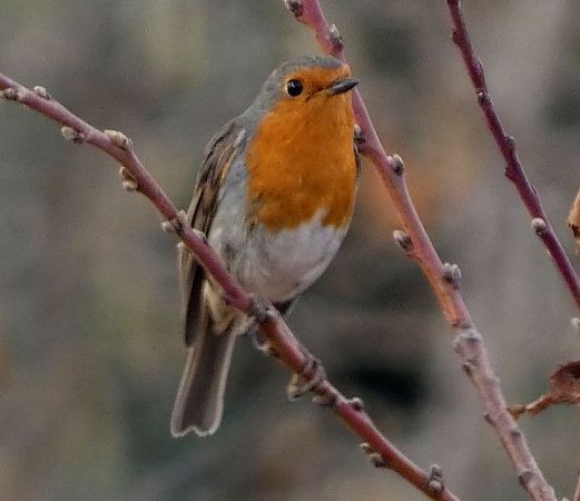 Pit-roig  - Josep Maria Solé Molins