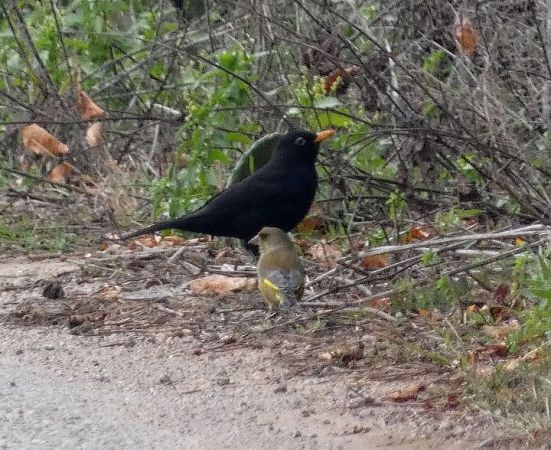 Verdum  - Josep Maria Solé Molins