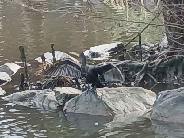 Corb marí gros  - Josep Cardona