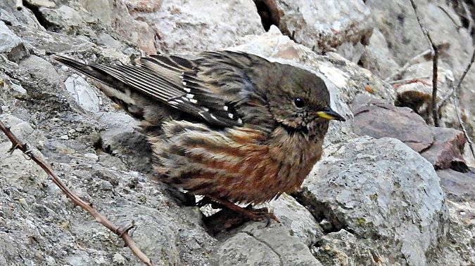 Cercavores  - Paco Torres