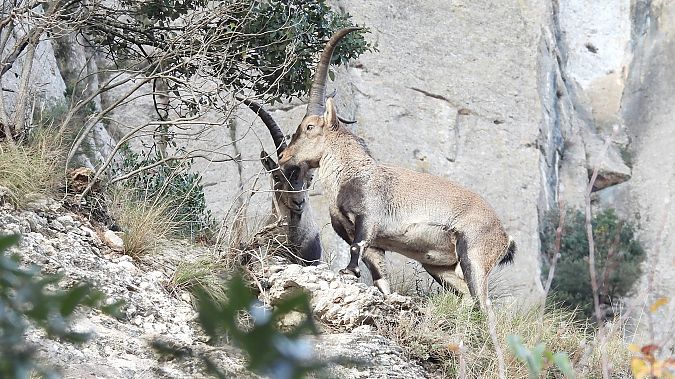 Cabra salvatge  - Paco Torres