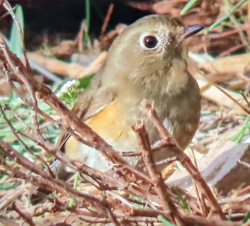 Robin à flancs roux  - Ferran Pujol