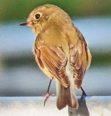 Cotxa cuablava  - Ferran Pujol