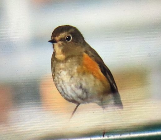 Cotxa cuablava  - Ferran Pujol