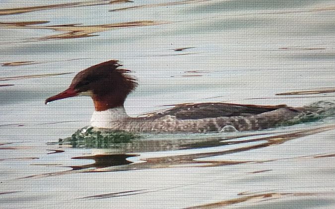 Bec de serra gros  - Ferran Pujol
