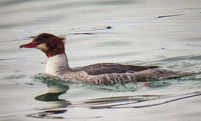 Bec de serra gros  - Ferran Pujol