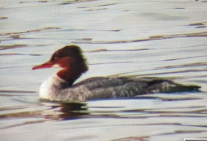 Bec de serra gros  - Ferran Pujol