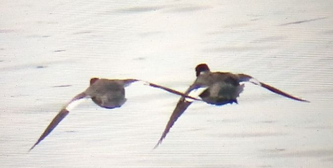 Bec de serra gros  - Ferran Pujol