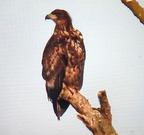 Àguila marina  - Ferran Pujol