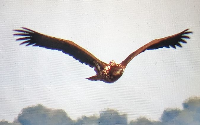 Àguila marina  - Ferran Pujol