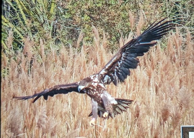 Àguila marina  - Ferran Pujol