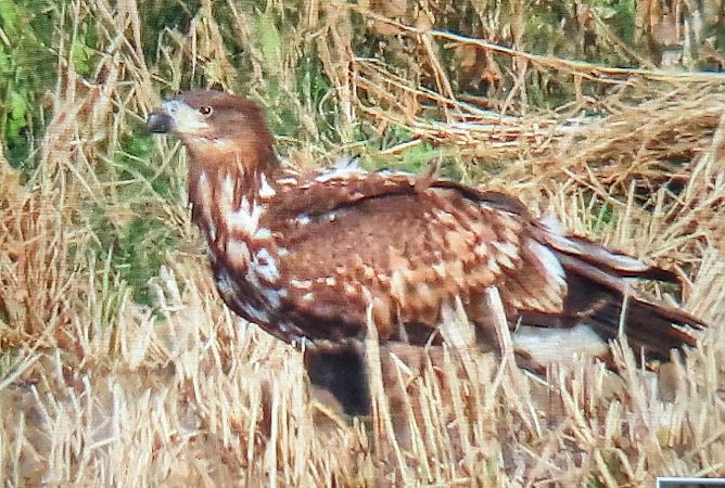 Àguila marina  - Ferran Pujol