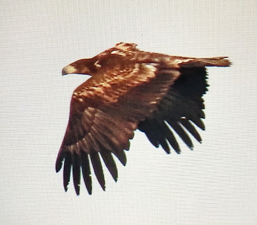 Àguila marina  - Ferran Pujol