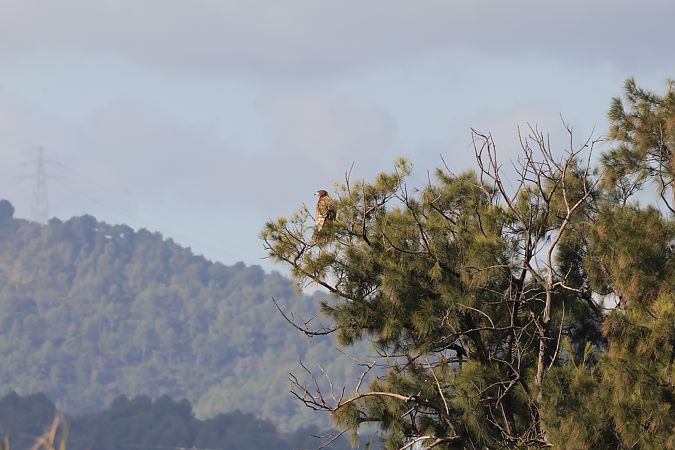 Àguila marina  - Roser Garcia Peñalvert