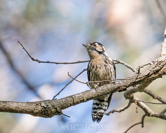 Picot garser petit  - Miguel Jodas Gomis