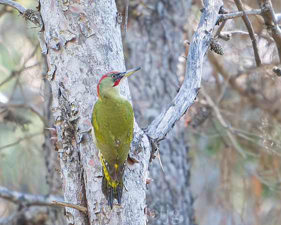 Picot verd ibèric  - Miguel Jodas Gomis