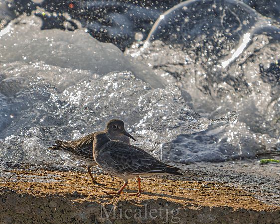 Territ fosc  - Miguel Jodas Gomis