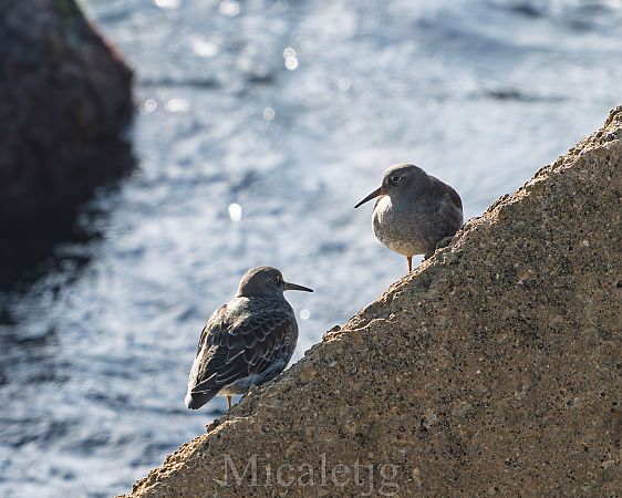 Territ fosc  - Miguel Jodas Gomis