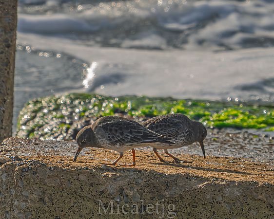Territ fosc  - Miguel Jodas Gomis