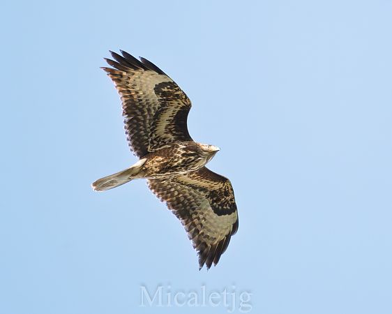 Aligot comú  - Miguel Jodas Gomis