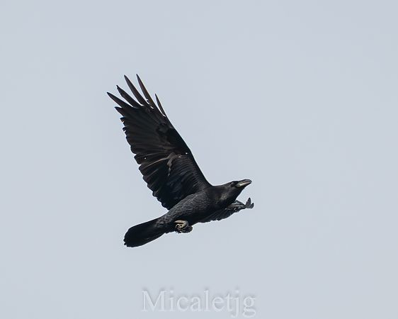 Corb  - Miguel Jodas Gomis