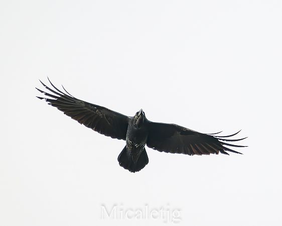 Corb  - Miguel Jodas Gomis