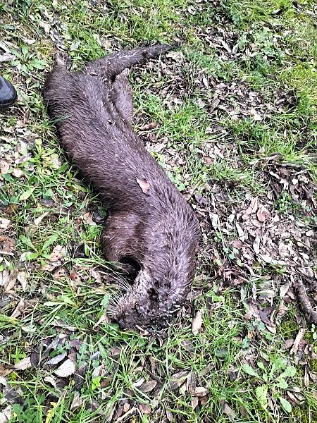 Llúdriga  - Bernat Barba Macià