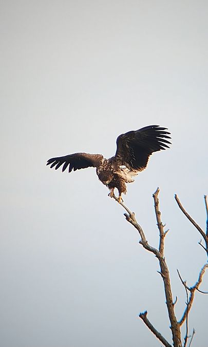 Àguila marina  - Adrià Navarro