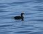 Cormorán Moñudo (Gulosus aristotelis) © Mireia Lara