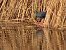 Western Swamphen (Porphyrio porphyrio) © Pitu Nolla
