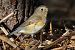 Red-flanked Bluetail (Tarsiger cyanurus) © Fran Trabalon