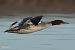 Common Merganser (Mergus merganser) © Fran Trabalon